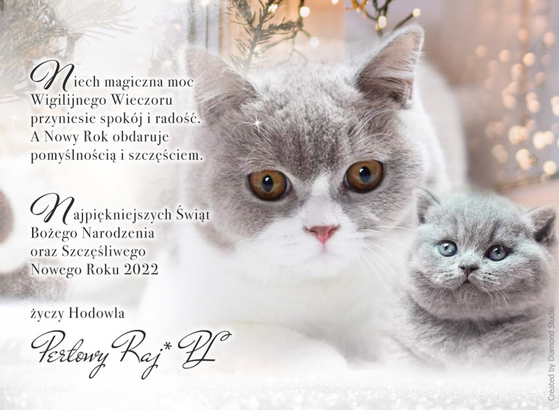 Zdrowych i Wesołych Świąt Bożego Narodzenia życzy hodowla Kotów brytyjskich Perłowy Raj*PL