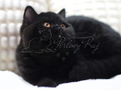 Euphoria Feline Christi,CZ